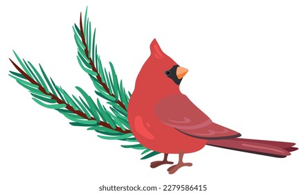 Red cardinal, forest bird with spruce branches. Hand drawn vector illustration. Suitable for website, stickers, gift cards.