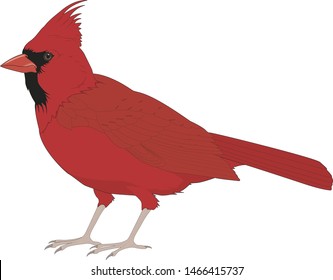  red cardinal  Isolated on white background BIRD VECTOR