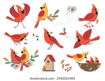 Red cardinal. Northern cardinal birds and Christmas plants. Set of new year compositions with winter plants and birds cartoon vector isolated illustration. Hand drawn cardinals, nature design element.