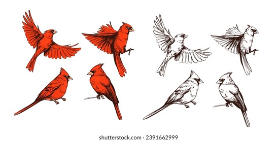 Red cardinal. nothern birds. realistic set of illustrations, vector sketches