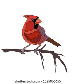 Red cardinal on branch winter bird illustration Christmas vector isolated