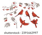 Red cardinal and rowan branches. realistic set of illustrations, vector sketches