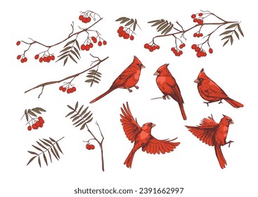 Red cardinal and rowan branches. realistic set of illustrations, vector sketches