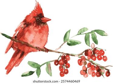red cardinal sitting on winter tree branch with bright red berries watercolour style