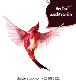 Red cardinal watercolor vector bird illustration.
