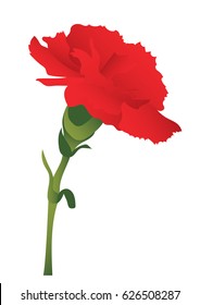 red carnation