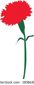 Carnación roja hermoso vector floral