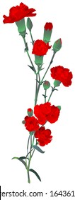 Símbolo rojo de ramo en memoria del día de la victoria rusa. Clavo rojo aislado en ilustración vectorial blanca