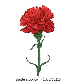 Red Carnation Flower. Happy Great Victory Day! 9 May Illustration. Vector illustration in sketch style