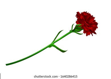 Red carnation flower isolated on white background. Simbol of Victory day 9 may.