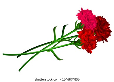 Red carnation flower isolated on white background. Simbol of Victory day 9 may.