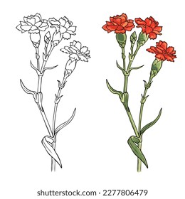 Flores de clavel rojas acuarela ilustrada sobre fondo blanco. Flores de traza roja de clove dibujadas a mano. Los contornos de vectores aislados en un fondo blanco. Tatuaje de diseño Para invitaciones, elemento de diseño.