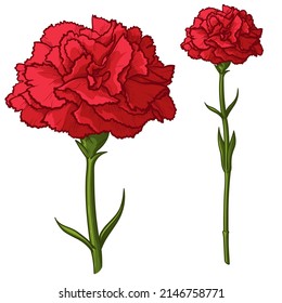 Red carnation isolated on white background. Vector illustration.