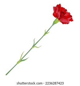 Red carnation isolated on a white background. Vector clip art for greeting cards for Valentine's Day, Mother's Day, May 9. Flowers for wedding decor.