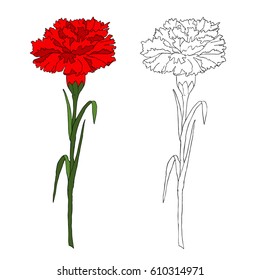 Red carnation on a green stem and its thumbnail on the right side. vector illustration
