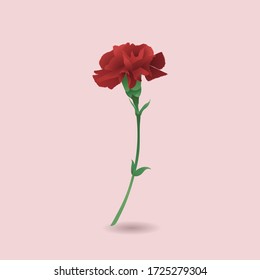 Red carnation with pink background, image vector