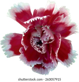 red carnation. vector illustration (a double-flowered cultivated variety of clove).