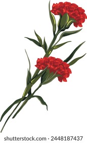 Red carnations flower isolated on white background