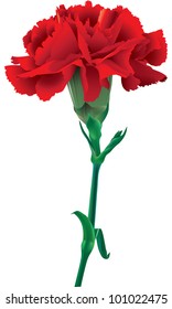 red carnations isolated