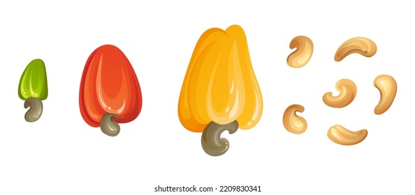 Red cashew nut. Unripe and ripe exotic yellow fruit with green leaves. Cartoon vector illustration