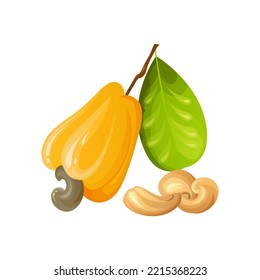 Red cashew nut. Unripe and ripe exotic yellow fruit with green leaves. Cartoon vector illustration.