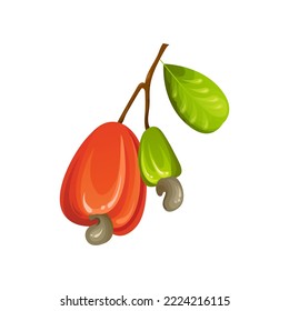 Red cashew nut. Unripe and ripe exotic yellow fruit with green leaves. Cartoon vector illustration.