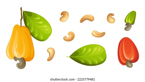 Red cashew nut. Unripe and ripe exotic yellow fruit with green leaves. Cartoon vector illustration.