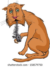 red cat