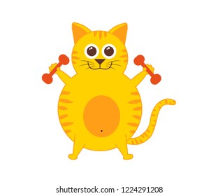 red cat with dumbbells