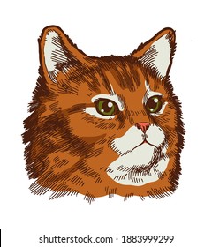 Red cat face. Realistic pet portrait vector illustration. Cute pussy cat.