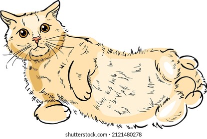 Rote Katze auf dem Rücken