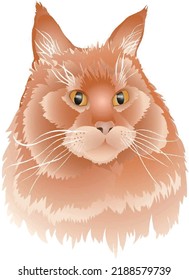 Red cat Maine Coon vector color image