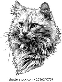 red cat muzzle with thick hair, sketch vector graphics monochrome illustration on a white background