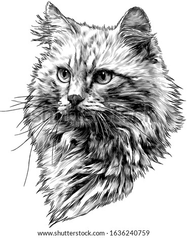 red cat muzzle with thick hair, sketch vector graphics monochrome illustration on a white background