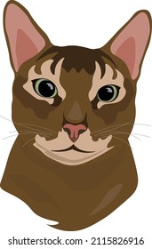 Red cat portrait abyssinian ruddy