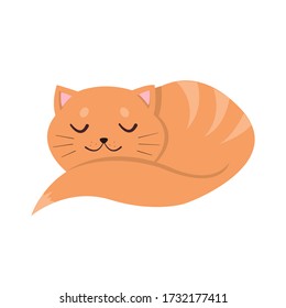 Red cat sleeping on a white background