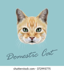 Red Cat. Vector Illustrated Portrait of Domestic Cat on blue background.