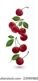 Red cherries with leaves. Ripe sour cherries. Vector illustration.