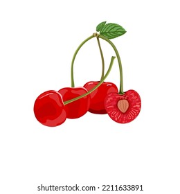 Red cherry fruit with branches, leaves, flesh and seeds. Vector illustration.