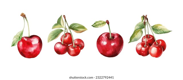 Red cherry fruit watercolor isolated on white background. Vector illustration