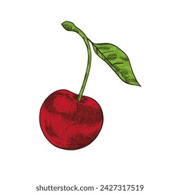 red cherry hand drawn illustration