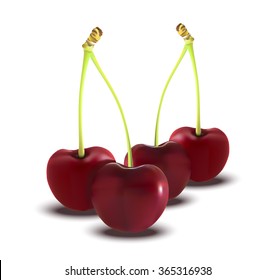 Red Cherry. Illustration of brunch fresh ripe cherry. A couple of red berries. Clip art with title