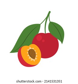 Red cherry plum whole fruit and half sliced isolated on white background. Prunus cerasifera, myrobalan or mirabelle plum icon for package design. Vector illustration of exotic fruits in flat style.