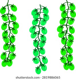 Red Cherry Tomato Ripening Stages on Vine Vector Illustration Isolated Transparent Seamless Pattern Background