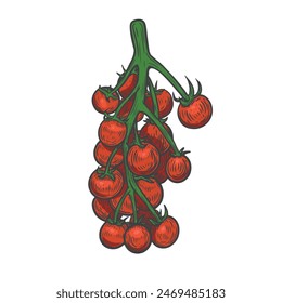 Red cherry tomatoes bunch line drawing isolated on white background.