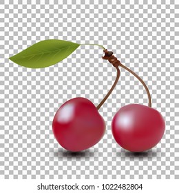Red cherry. Two ripe berries with stalk. Sweet fruits. Cherries isolated on transparent background
