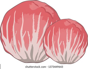 red chicory from Chioggia