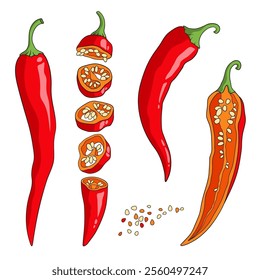 Red Chile pepper cut into pieces lengthwise and crosswise, spicy cayenne pepper with seeds, vector illustration