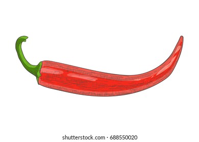 Red chili pepper. Hand drawn sketch. Vector illustration isolated on white background