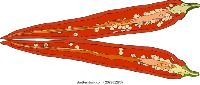 Red chili pepper isolated on a white background. Side View. Vector illustration.